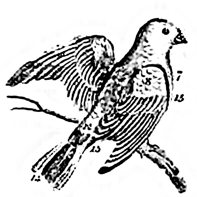 #2325 - Parrot - Nature